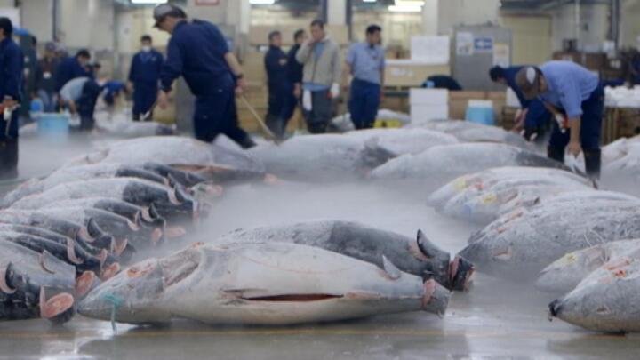 Overfishing and the global appetite for bluefin tuna: can Tokyo turn the tide?